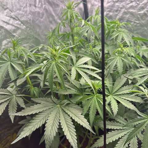 Frozen Black Cherry Auto® growlog timeline photo