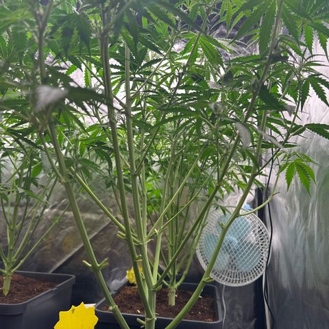 Frozen Black Cherry Auto® growlog timeline photo