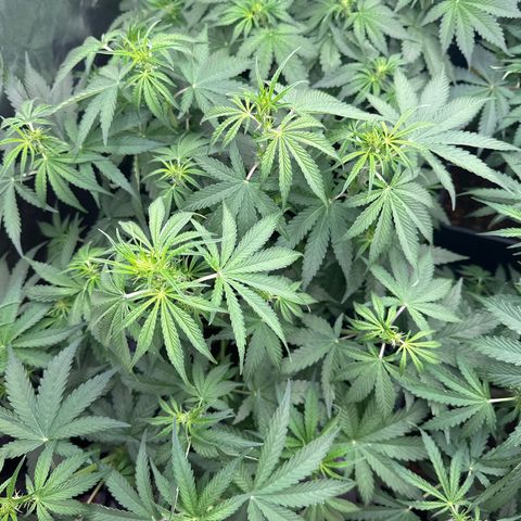 Frozen Black Cherry Auto® growlog timeline photo
