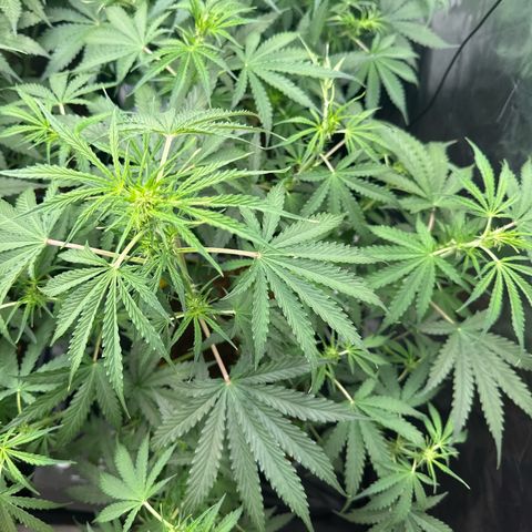 Frozen Black Cherry Auto® growlog timeline photo