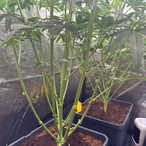 Frozen Black Cherry Auto® growlog timeline photo