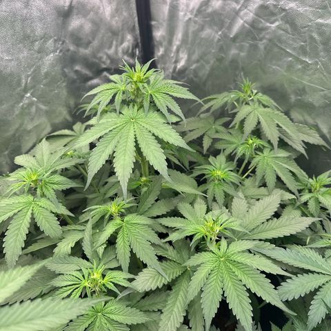 Frozen Black Cherry Auto® growlog timeline photo