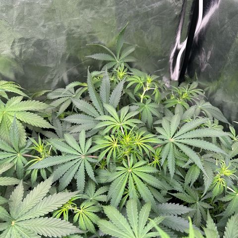 ZKITTLEZ OG AUTO  growlog timeline photo