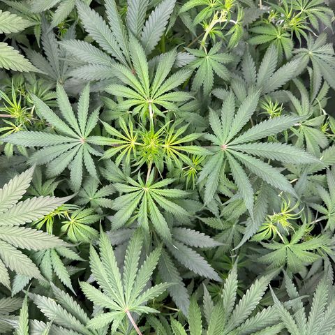ZKITTLEZ OG AUTO  growlog timeline photo