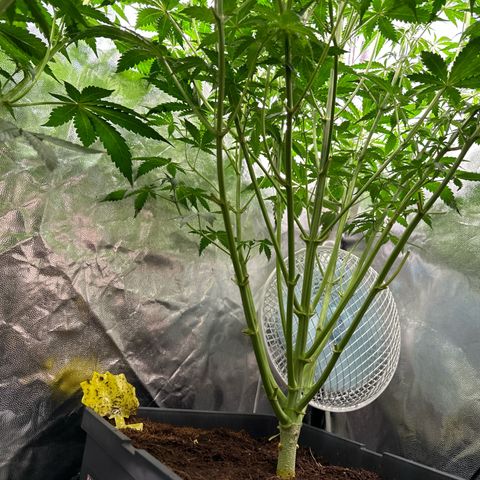 ZKITTLEZ OG AUTO  growlog timeline photo