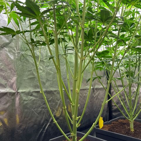 Frozen Black Cherry Auto® growlog timeline photo