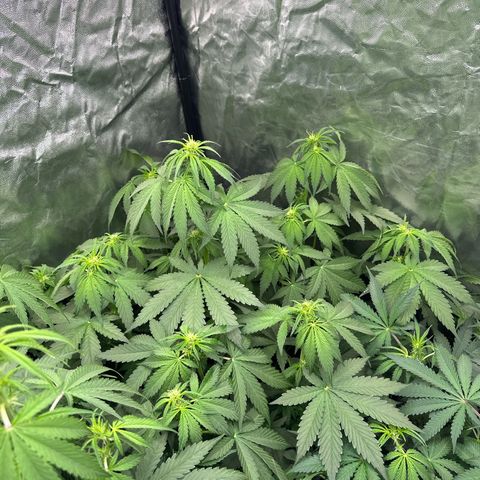 Frozen Black Cherry Auto® growlog timeline photo