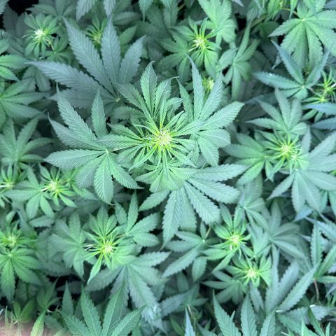 Frozen Black Cherry Auto® growlog timeline photo
