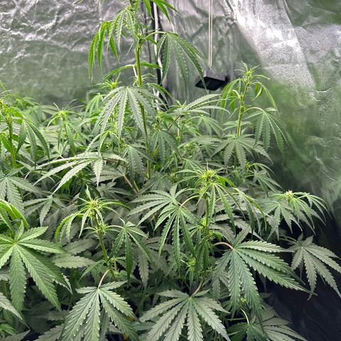 Frozen Black Cherry Auto® growlog timeline photo