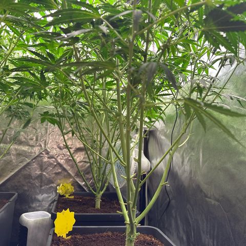 Frozen Black Cherry Auto® growlog timeline photo