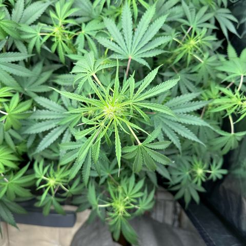 Frozen Black Cherry Auto® growlog timeline photo