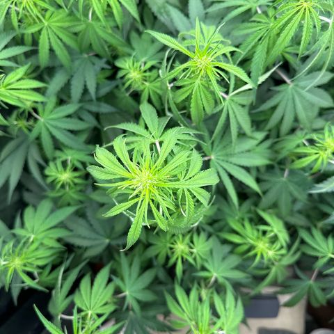 Frozen Black Cherry Auto® growlog timeline photo