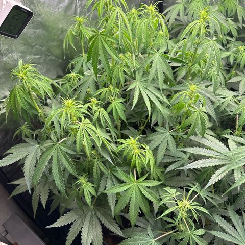 Frozen Black Cherry Auto® growlog timeline photo