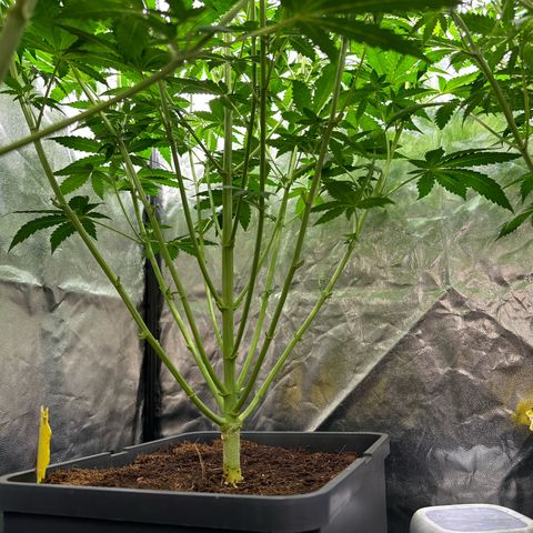 Frozen Black Cherry Auto® growlog timeline photo