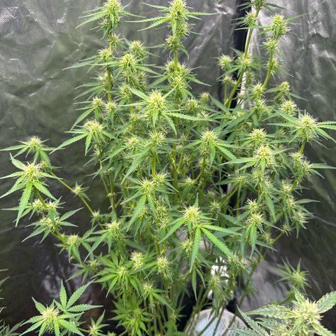 ZKITTLEZ OG AUTO  growlog timeline photo
