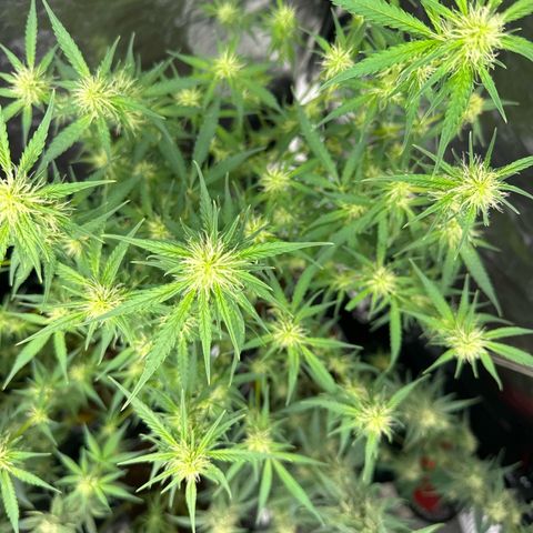 ZKITTLEZ OG AUTO  growlog timeline photo