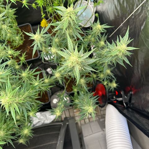 Frozen Black Cherry Auto® growlog timeline photo