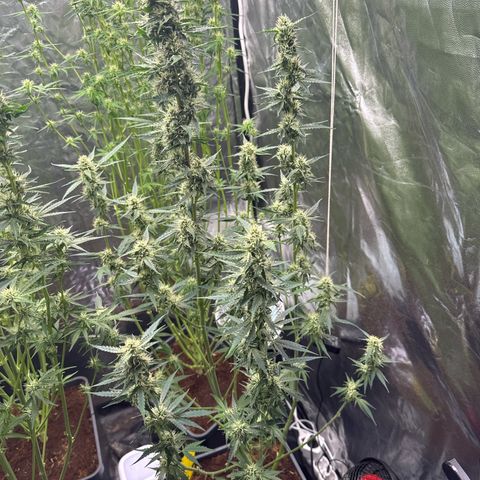 Frozen Black Cherry Auto® growlog timeline photo