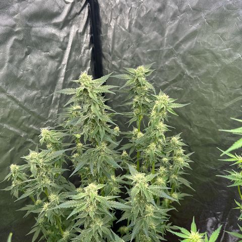 Frozen Black Cherry Auto® growlog timeline photo