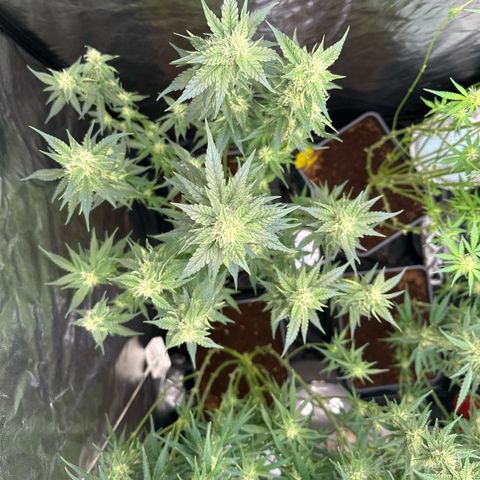 Frozen Black Cherry Auto® growlog timeline photo
