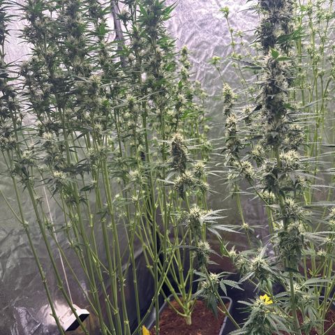 Frozen Black Cherry Auto® growlog timeline photo