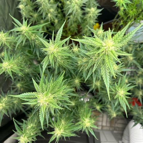 Frozen Black Cherry Auto® growlog timeline photo
