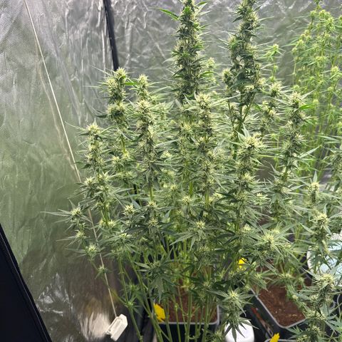 Frozen Black Cherry Auto® growlog timeline photo