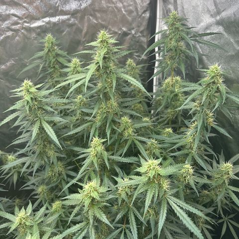 ZKITTLEZ OG AUTO  growlog photo: Vor ein paar Tagen habe ich die schwachen Triebe abgestützt. 
