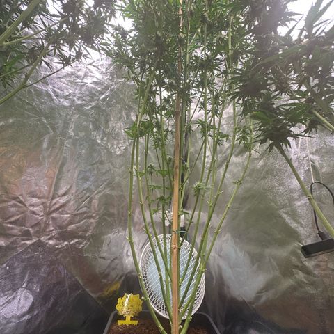 ZKITTLEZ OG AUTO  growlog photo: Vor ein paar Tagen habe ich die schwachen Triebe abgestützt. 