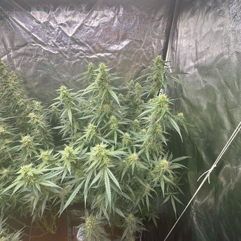 ZKITTLEZ OG AUTO  growlog photo: Vor ein paar Tagen habe ich die schwachen Triebe abgestützt. 