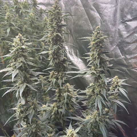 Frozen Black Cherry Auto® growlog timeline photo
