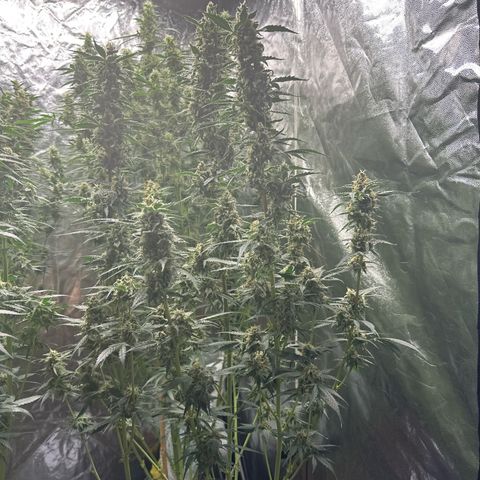 Frozen Black Cherry Auto® growlog timeline photo