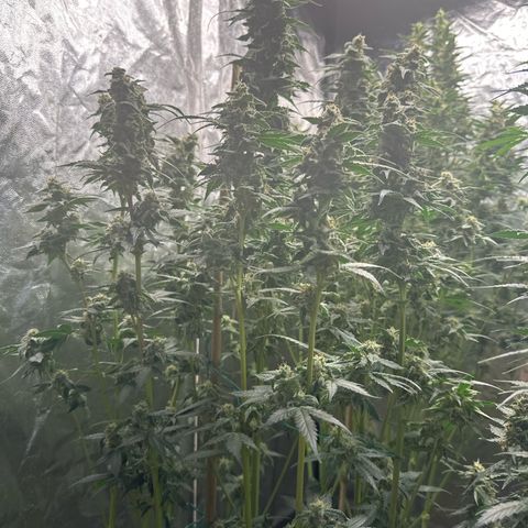 Frozen Black Cherry Auto® growlog timeline photo