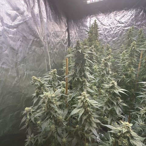 Frozen Black Cherry Auto® growlog timeline photo