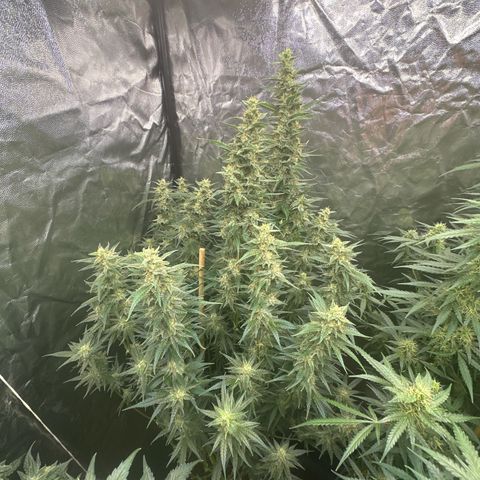 Frozen Black Cherry Auto® growlog timeline photo
