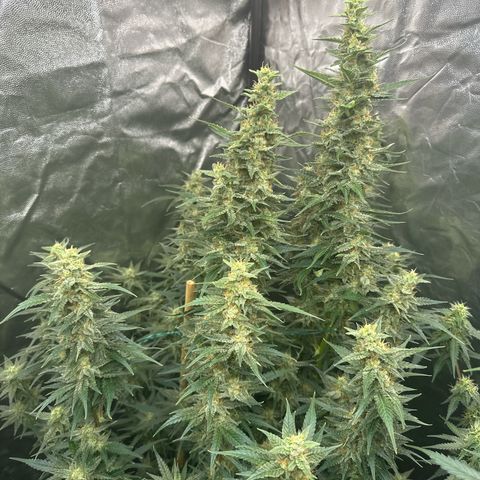 Frozen Black Cherry Auto® growlog timeline photo