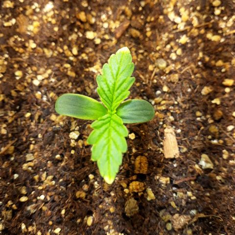 Tropa de Elite growlog timeline photo