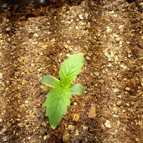 Tropa de Elite growlog timeline photo