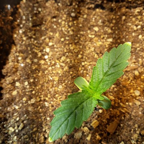 Tropa de Elite growlog timeline photo