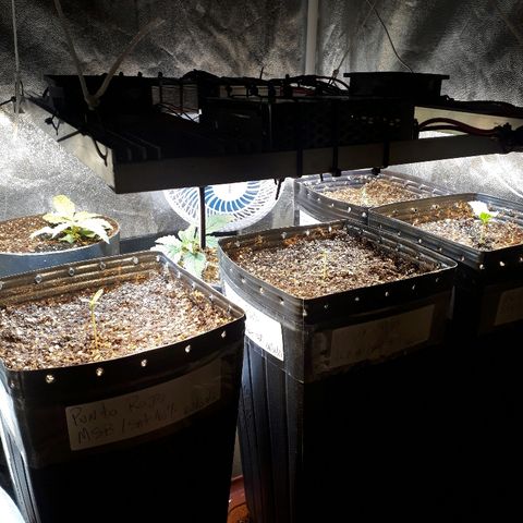 Tropa de Elite growlog timeline photo