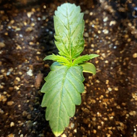 Tropa de Elite growlog timeline photo