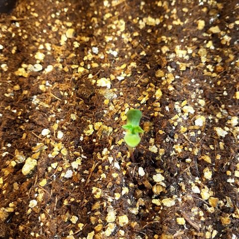 Critical Plus Auto #2 growlog timeline photo