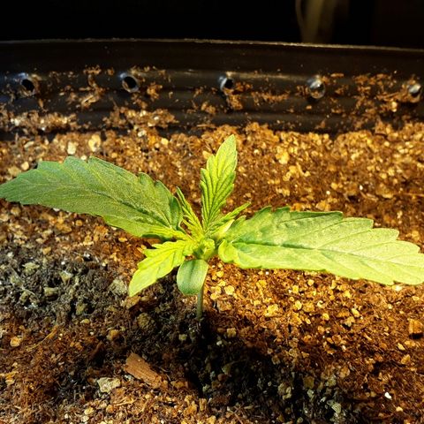 Tropa de Elite growlog timeline photo