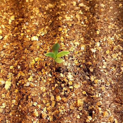 Critical Plus Auto #2 growlog timeline photo
