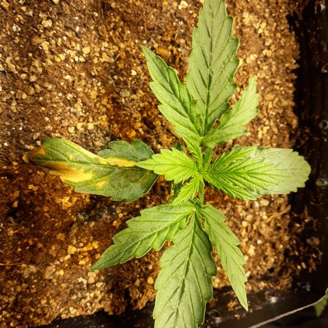 Tropa de Elite growlog timeline photo