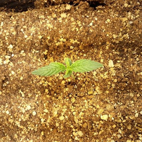 Critical Plus Auto #2 growlog timeline photo