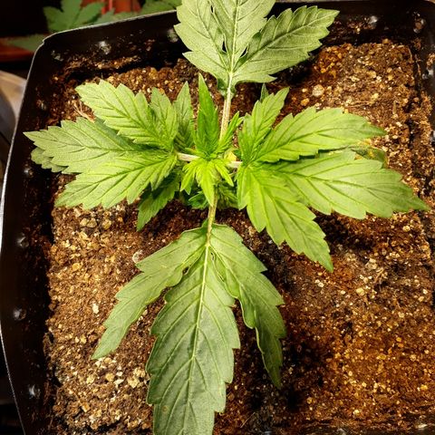 Tropa de Elite growlog timeline photo
