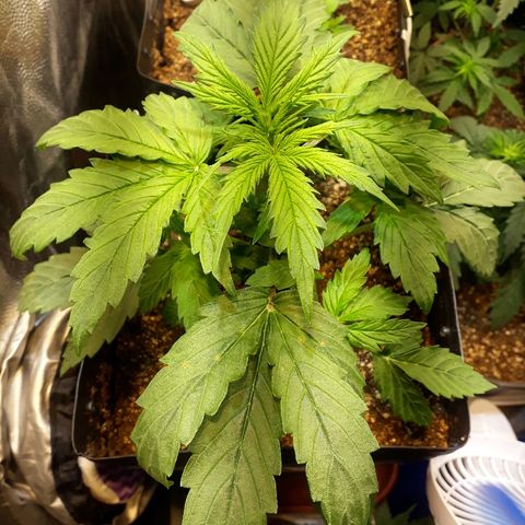 Tropa de Elite growlog timeline photo