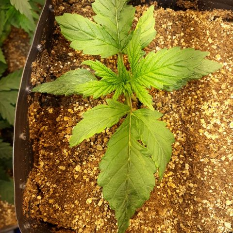 Critical Plus Auto #2 growlog timeline photo
