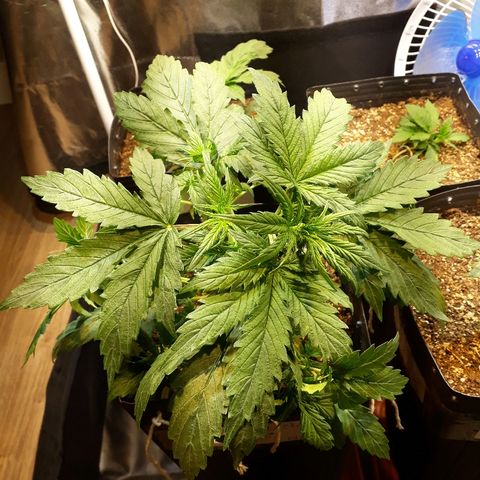 Tropa de Elite growlog photo: Lst